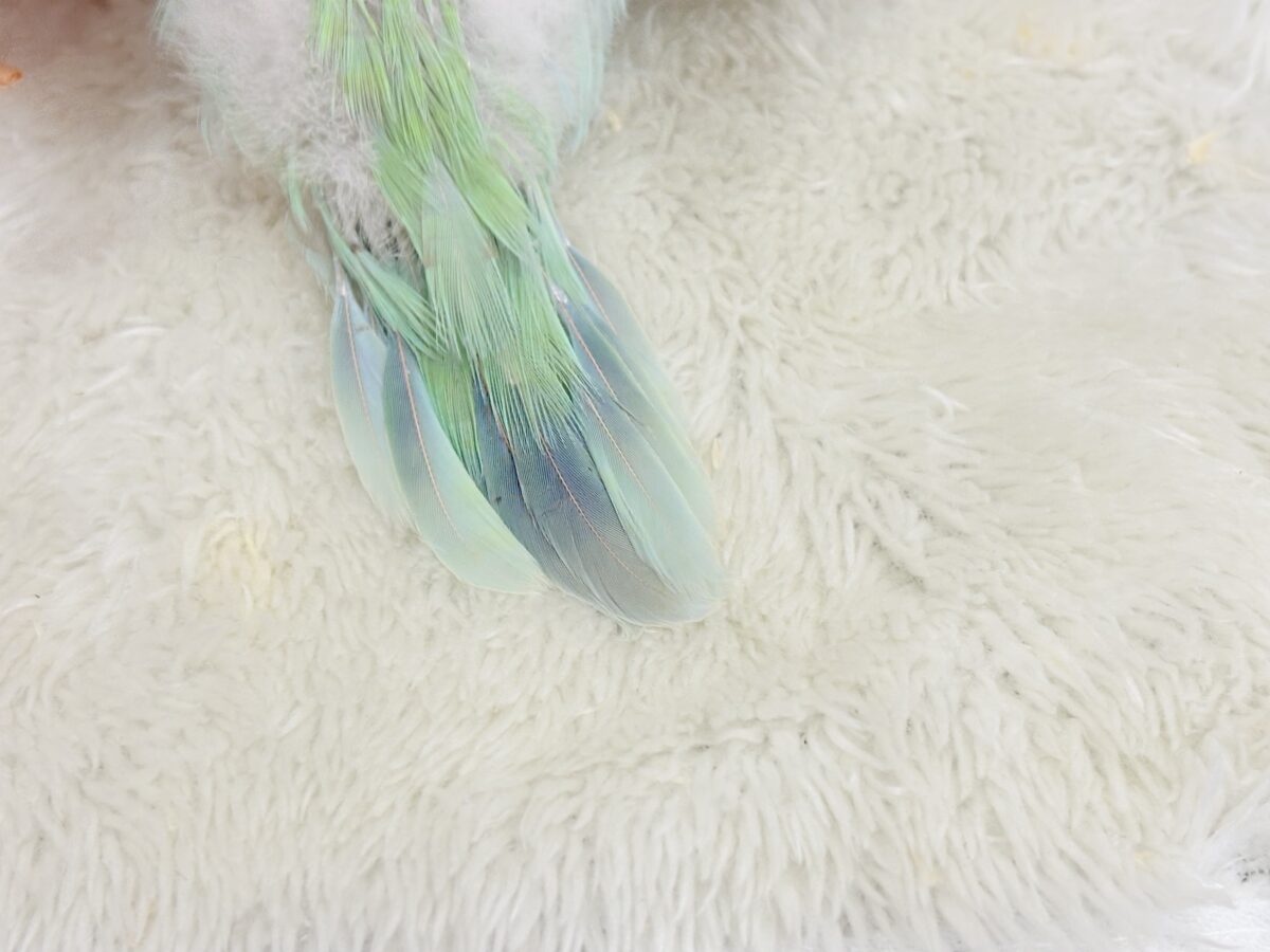 【最新画像更新🪄】淡い淡い禁断の果実🐣🍏オキナインコ(アクアブルーパリドイノ) ヒナ オキナインコ