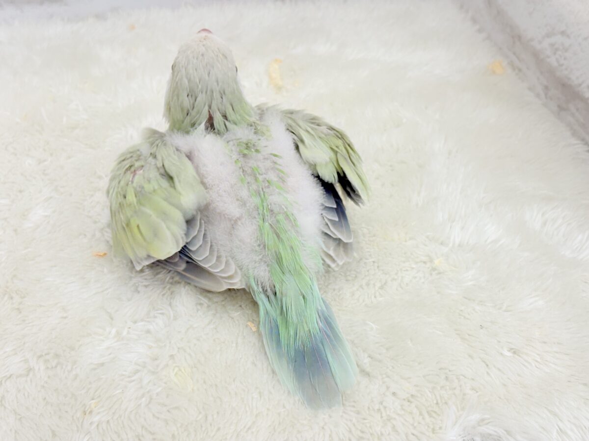 オキナインコ