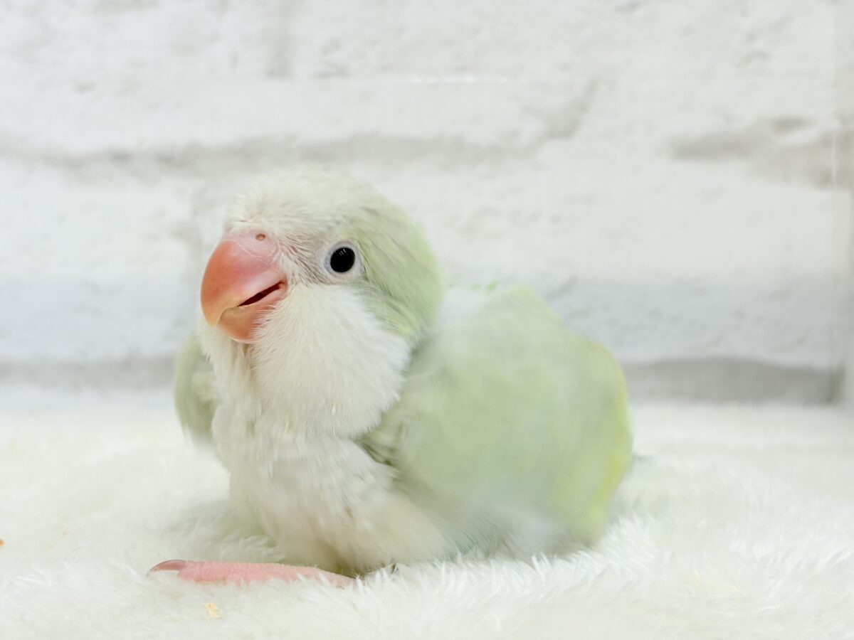 【最新画像更新🪄】淡い淡い禁断の果実🐣🍏オキナインコ(アクアブルーパリドイノ) ヒナ オキナインコ