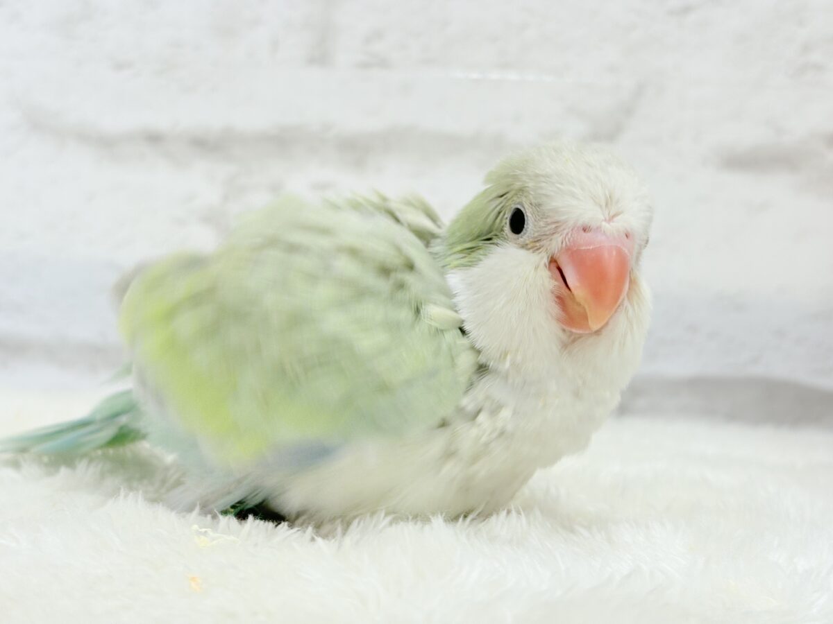 オキナインコ