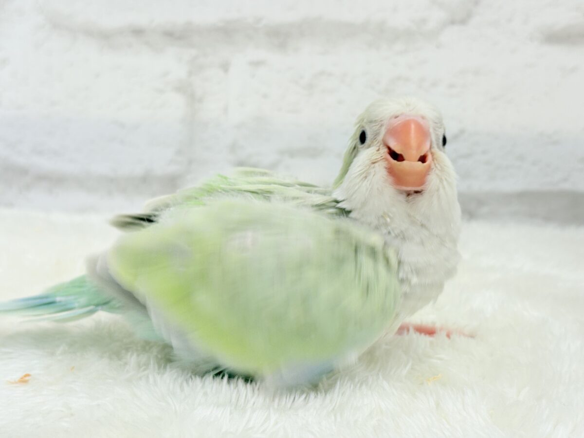 【最新画像更新🪄】淡い淡い禁断の果実🐣🍏オキナインコ(アクアブルーパリドイノ) ヒナ オキナインコ
