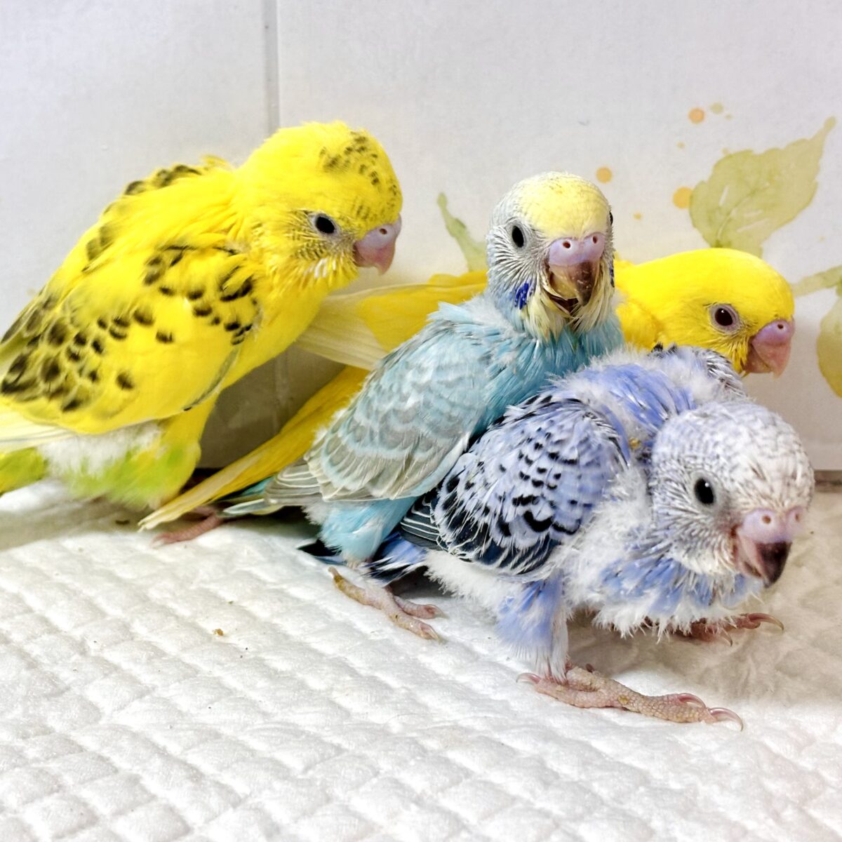 ♡ 🌾赤とんぼ舞い、稲穂が揺れる頃。セキセイインコちゃんたち来てくれました🐥💛💙 セキセイインコ