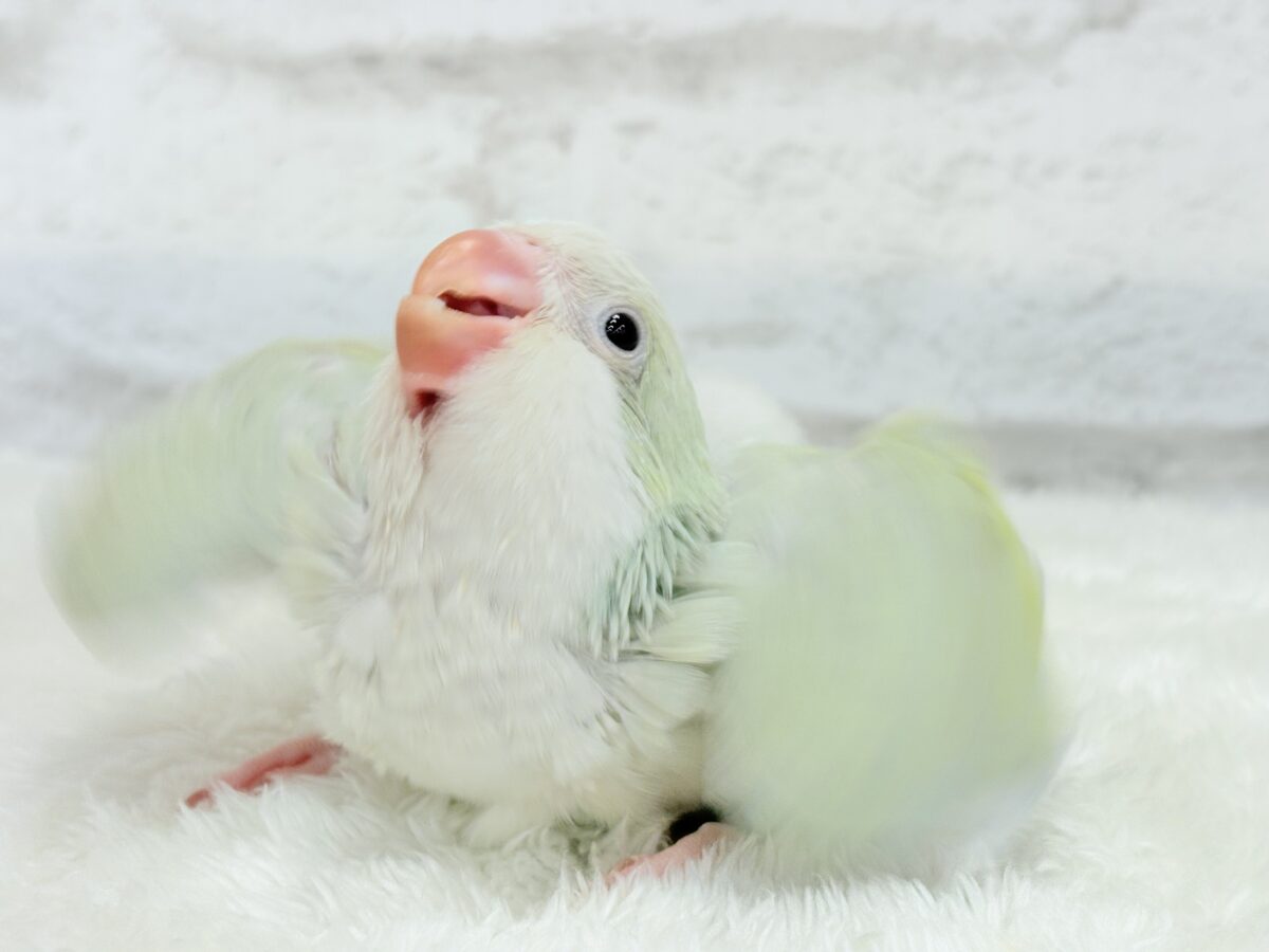【最新画像更新🪄】淡い淡い禁断の果実🐣🍏オキナインコ(アクアブルーパリドイノ) ヒナ オキナインコ