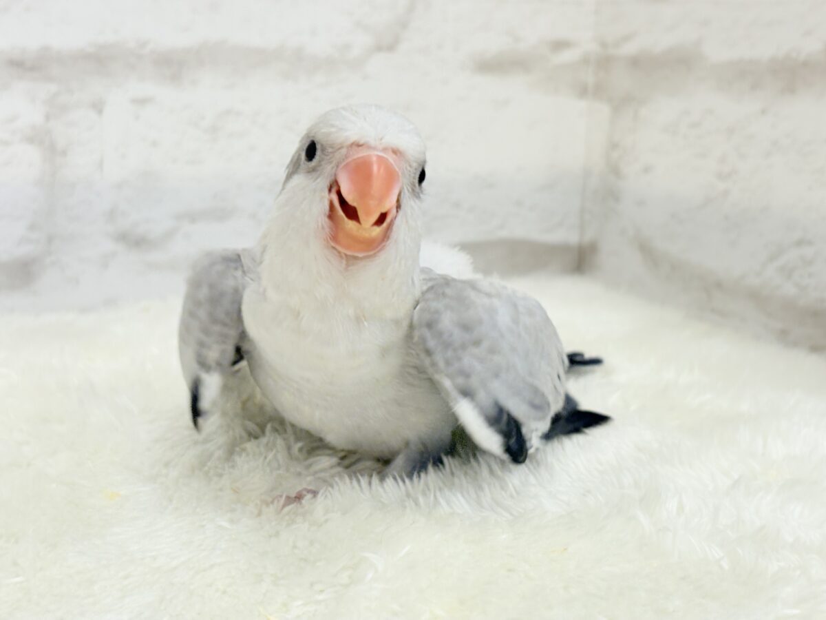 オキナインコ