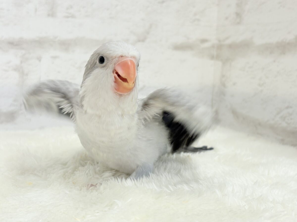 オキナインコ