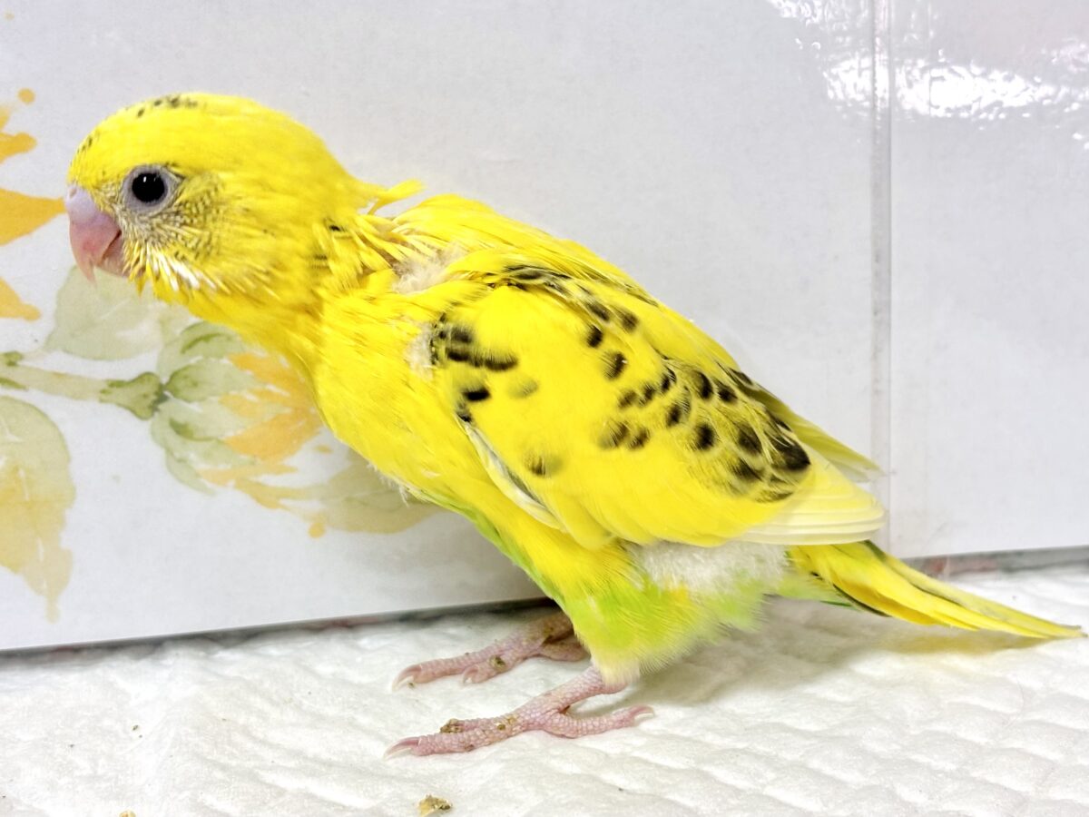 セキセイインコ