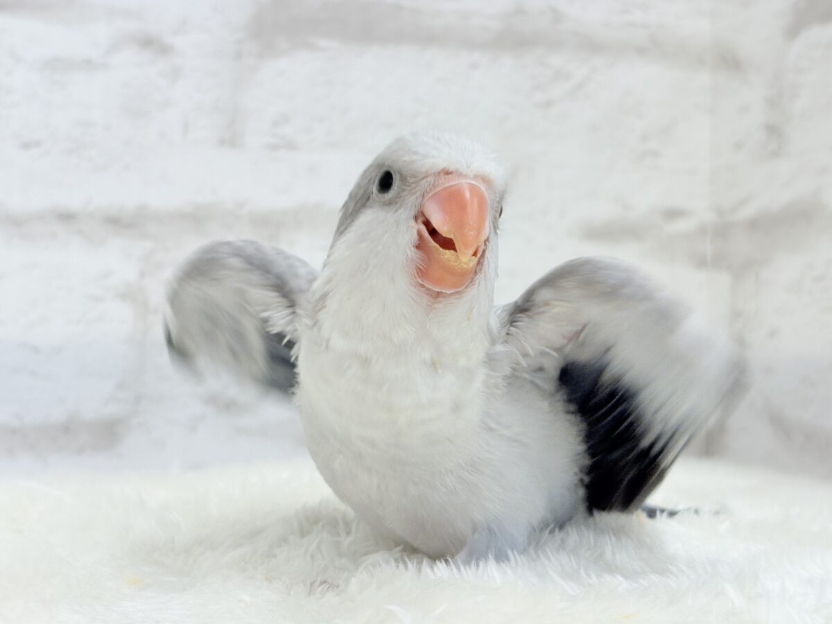 【最新画像更新🪄もうすぐひとり餌☆】誰より鳴くよ♬*°ウケケケケッ🐣🎶⸒⸒オキナインコ(コバルトオパーリン) ヒナ オキナインコ