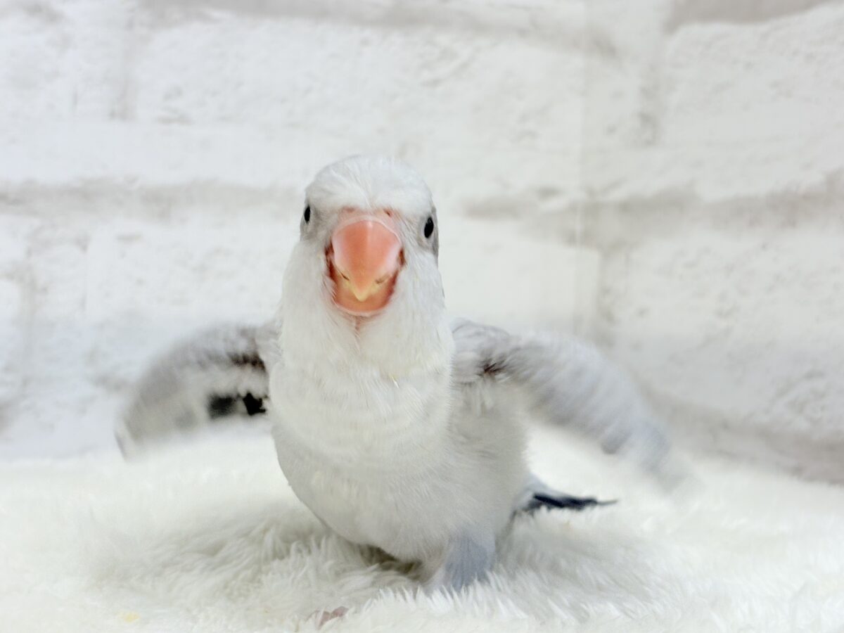オキナインコ