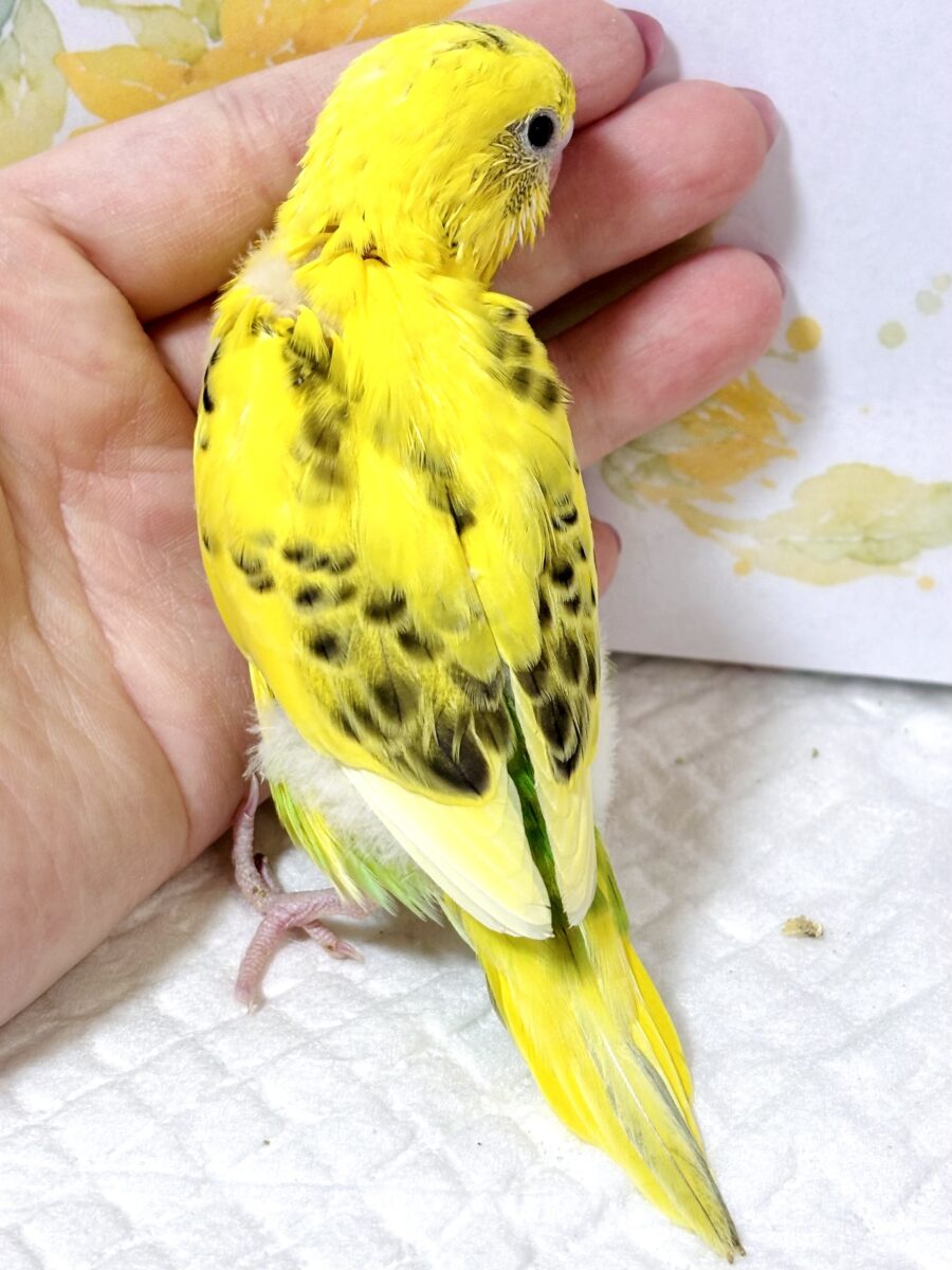 ♡ 🌾赤とんぼ舞い、稲穂が揺れる頃。セキセイインコちゃんたち来てくれました🐥💛💙 セキセイインコ