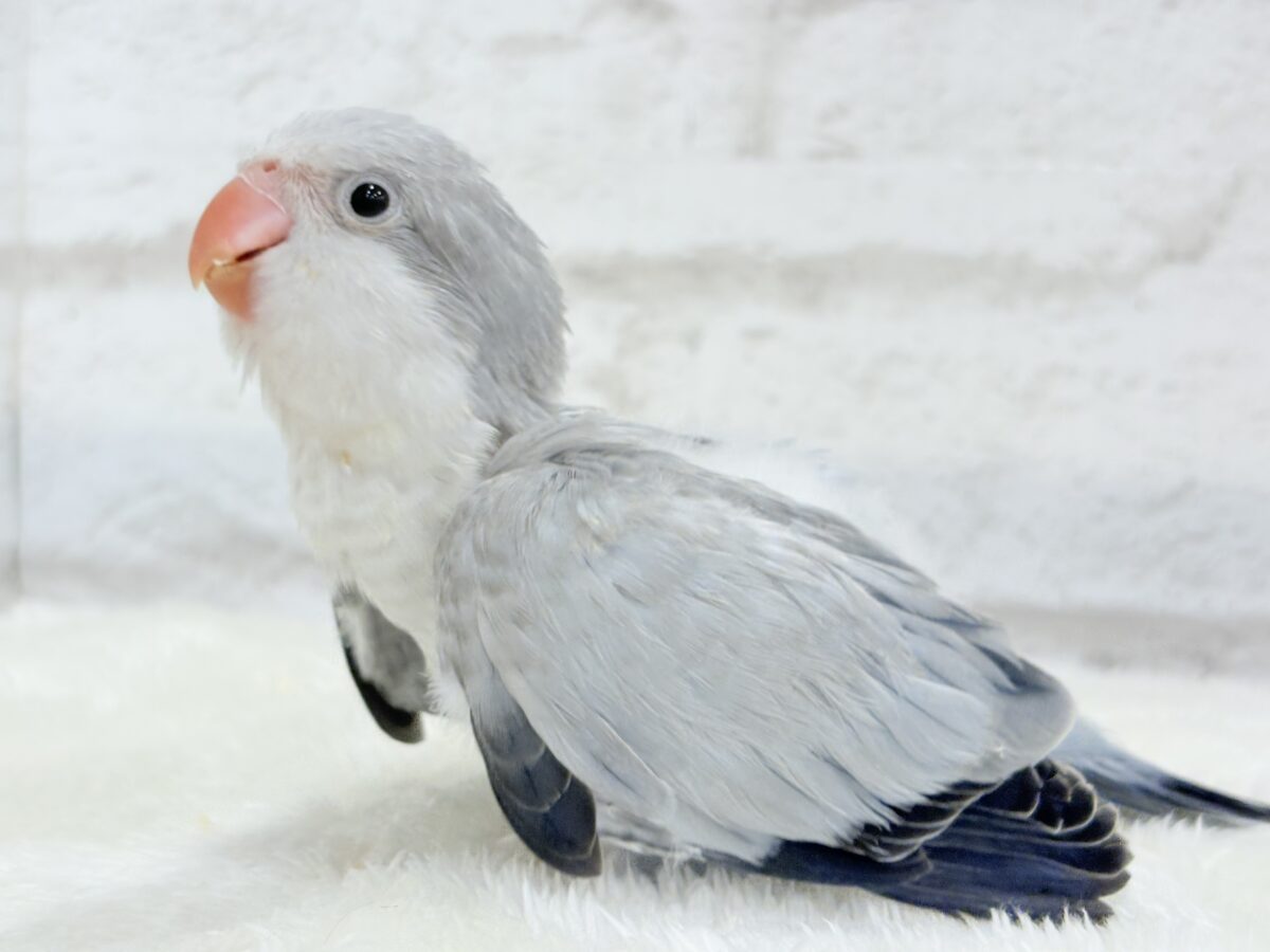 オキナインコ