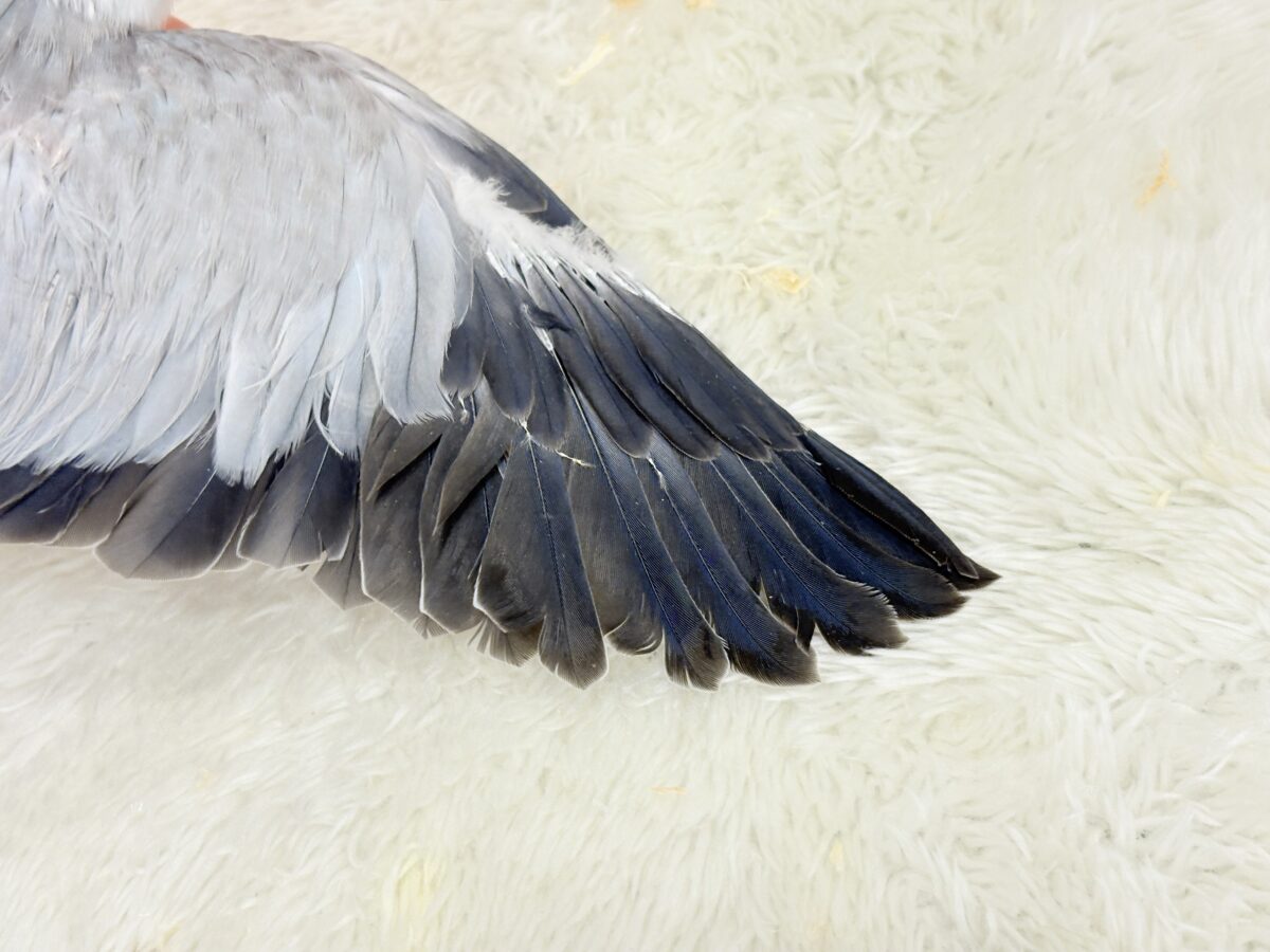 【最新画像更新🪄もうすぐひとり餌☆】誰より鳴くよ♬*°ウケケケケッ🐣🎶⸒⸒オキナインコ(コバルトオパーリン) ヒナ オキナインコ