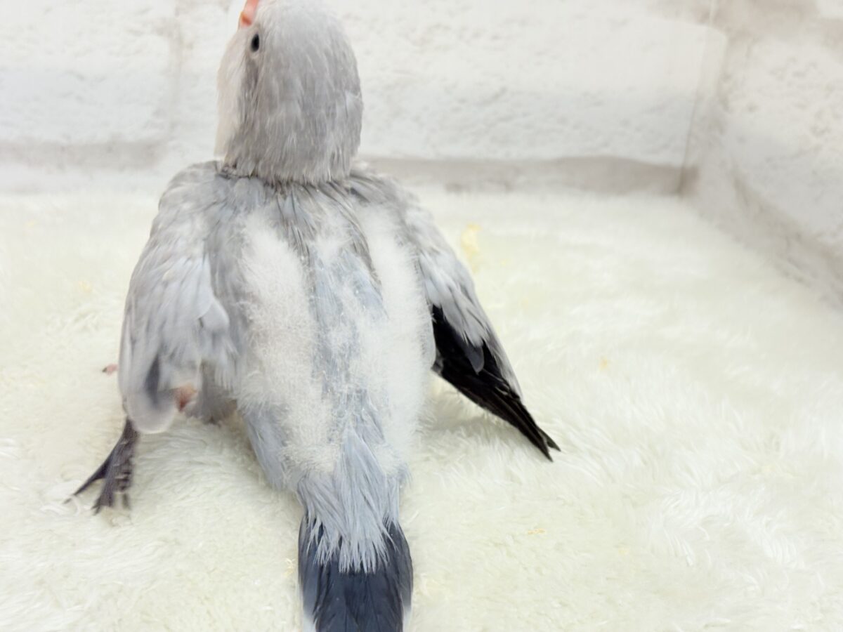 オキナインコ