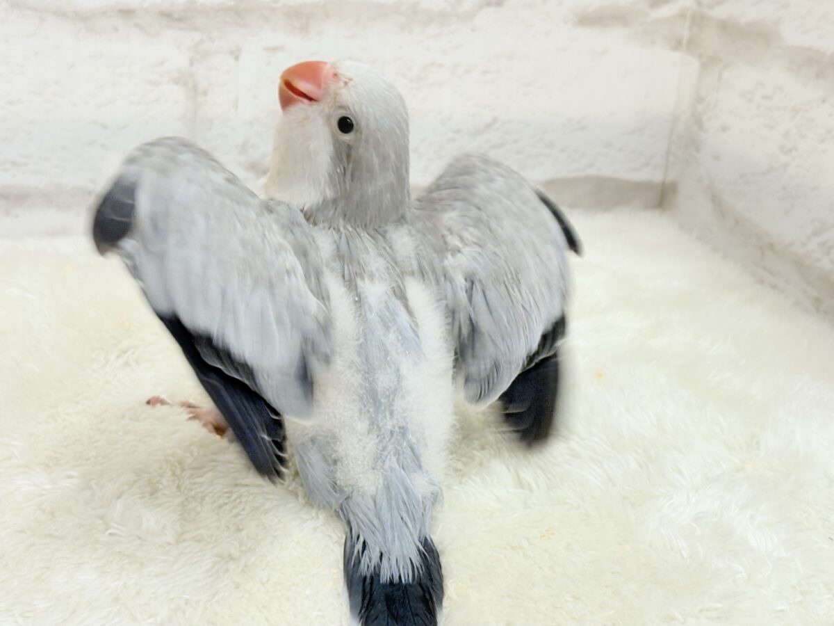 【最新画像更新🪄もうすぐひとり餌☆】誰より鳴くよ♬*°ウケケケケッ🐣🎶⸒⸒オキナインコ(コバルトオパーリン) ヒナ オキナインコ