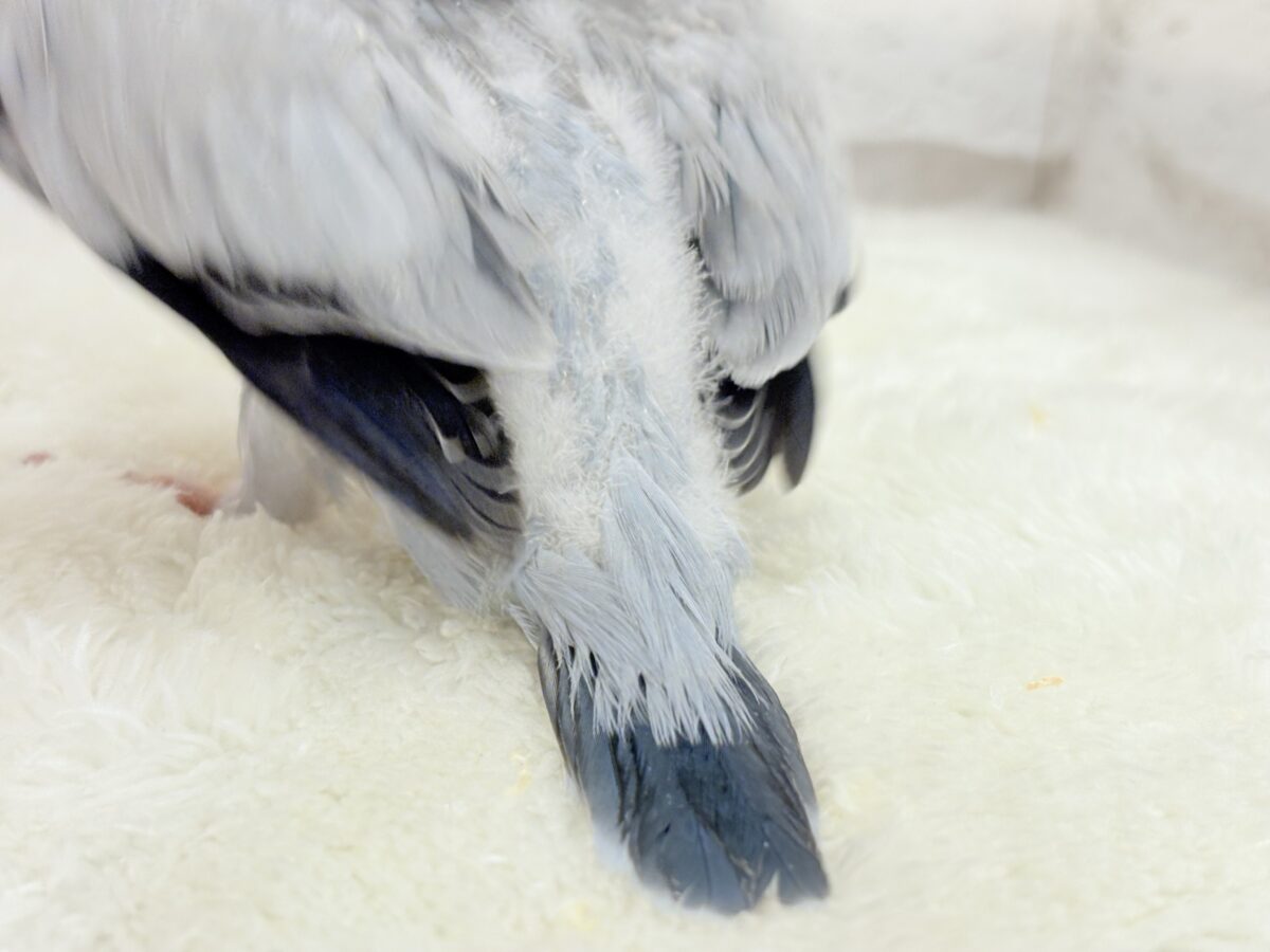 オキナインコ