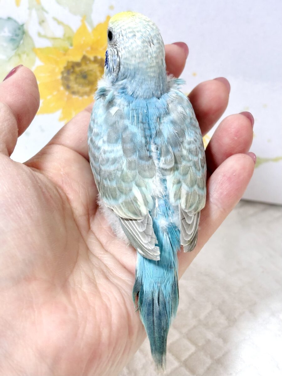 ♡ 🌾赤とんぼ舞い、稲穂が揺れる頃。セキセイインコちゃんたち来てくれました🐥💛💙 セキセイインコ