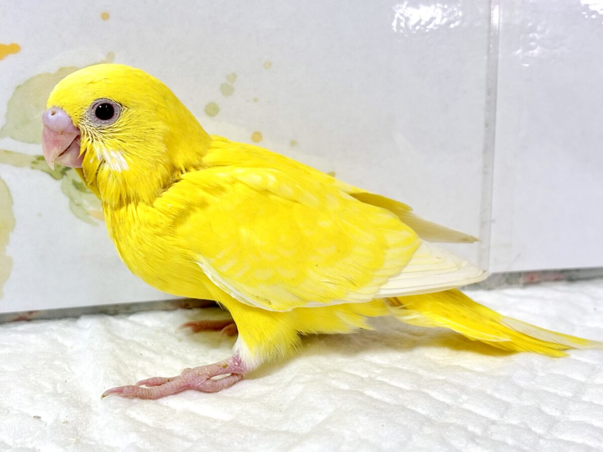 セキセイインコ