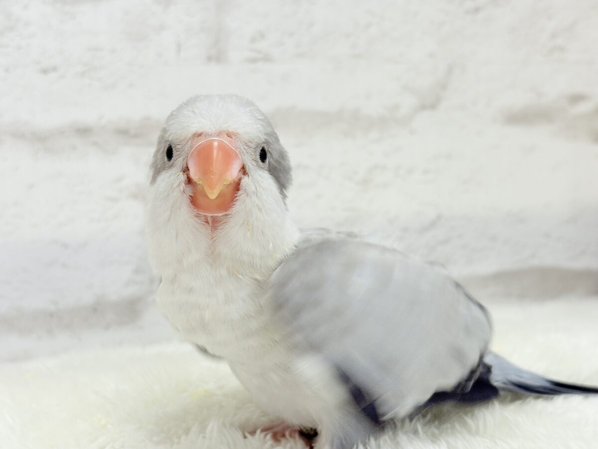 【最新画像更新🪄もうすぐひとり餌☆】誰より鳴くよ♬*°ウケケケケッ🐣🎶⸒⸒オキナインコ(コバルトオパーリン) ヒナ オキナインコ