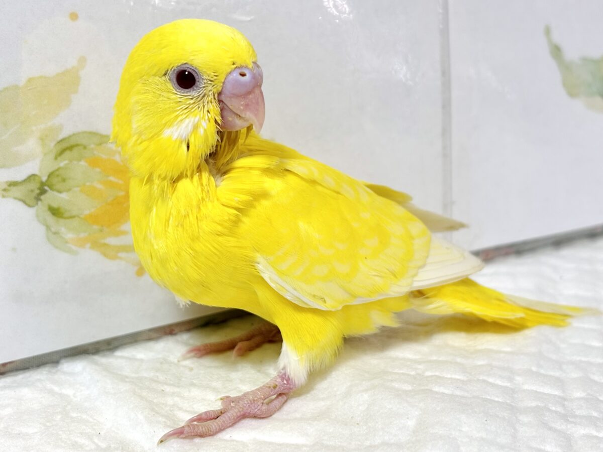 セキセイインコ