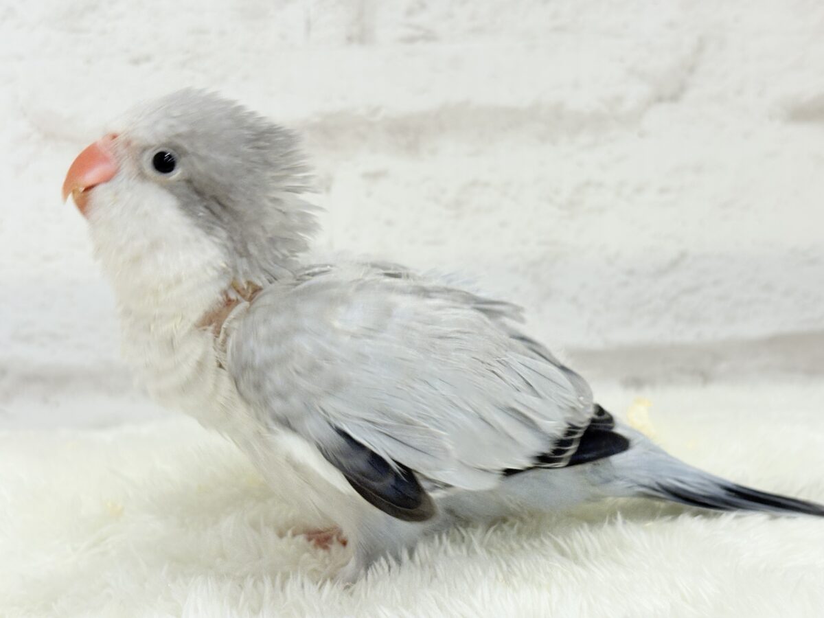 オキナインコ