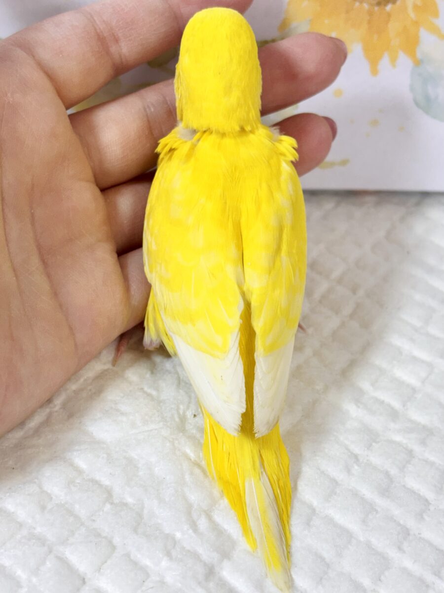 ♡ 🌾赤とんぼ舞い、稲穂が揺れる頃。セキセイインコちゃんたち来てくれました🐥💛💙 セキセイインコ