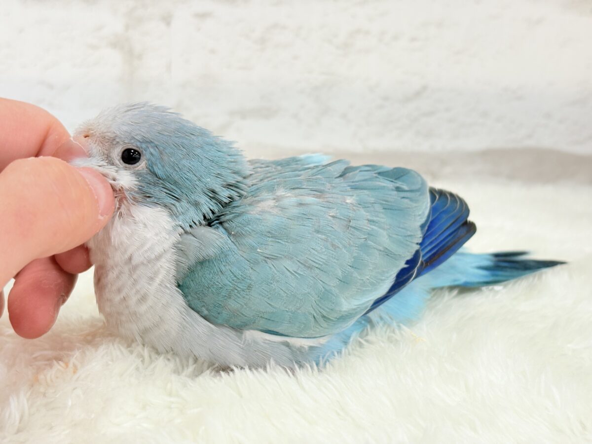 オキナインコ