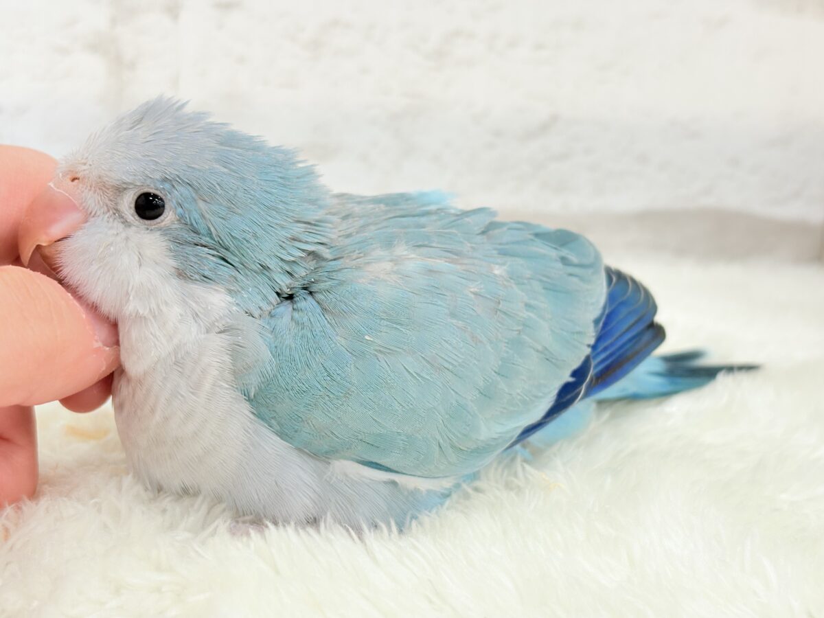 オキナインコ