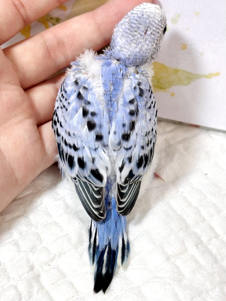 ♡ 🌾赤とんぼ舞い、稲穂が揺れる頃。セキセイインコちゃんたち来てくれました🐥💛💙 セキセイインコ