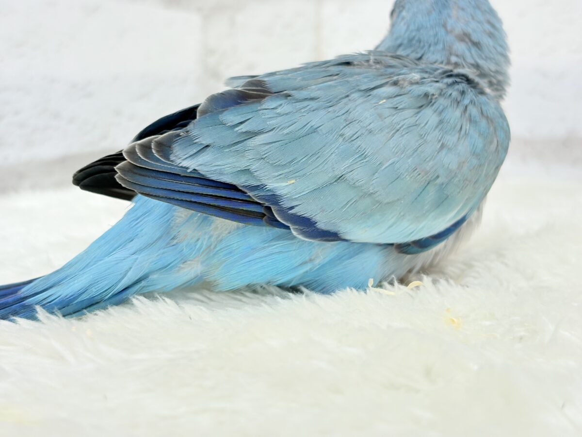 オキナインコ