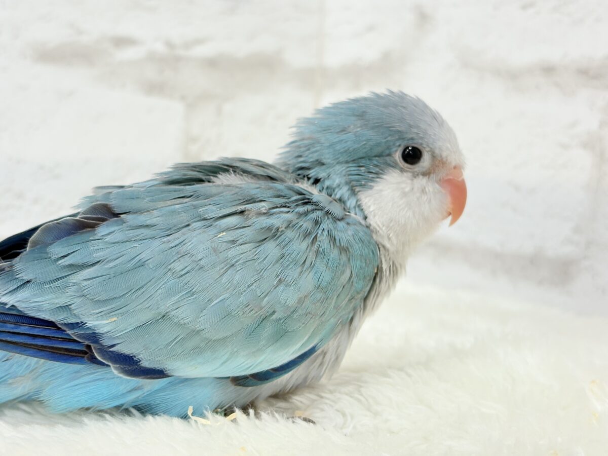 オキナインコ