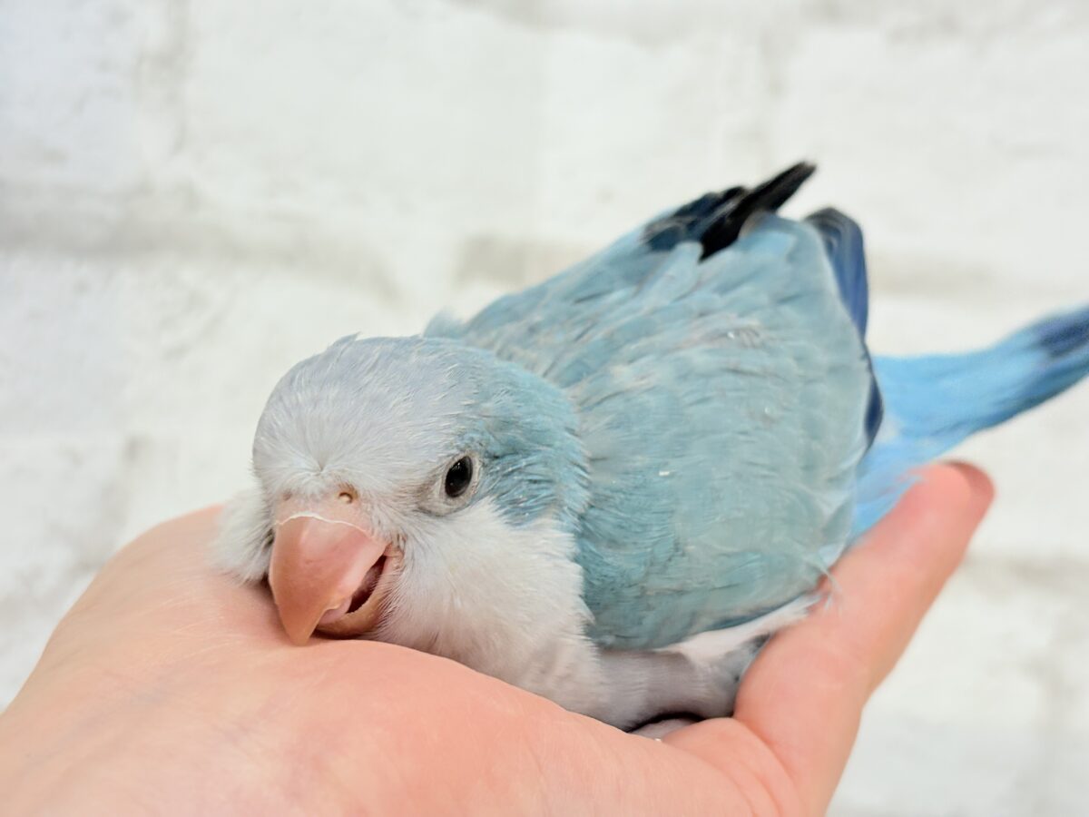 オキナインコ