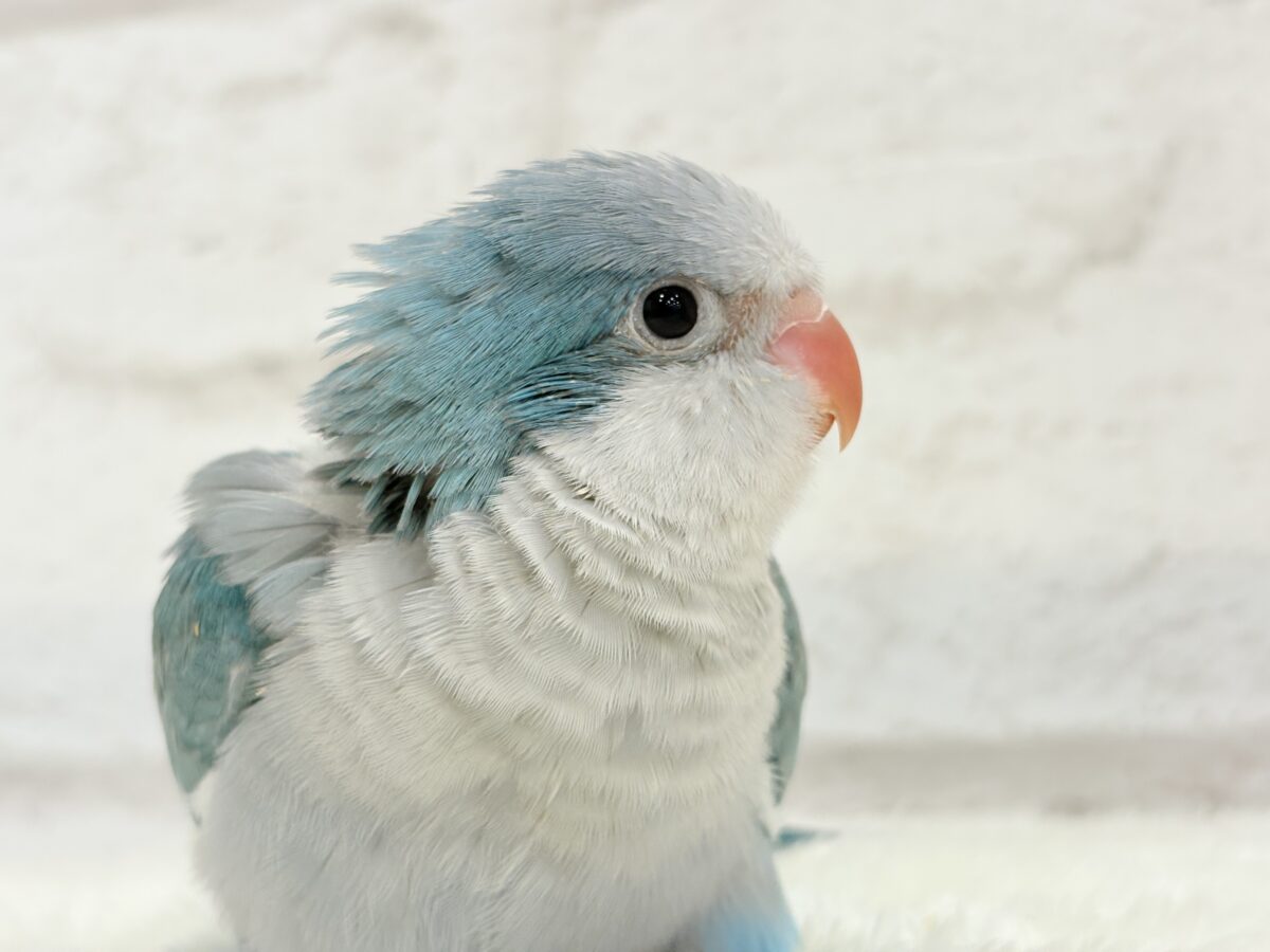 オキナインコ