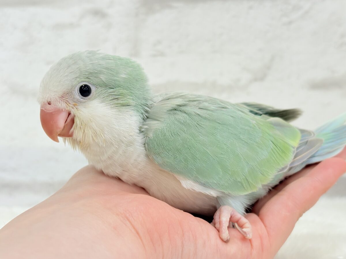 【最新画像更新🪄もうすぐひとり餌☆】来ったぞ♪来たぞ♬*°青リンゴ🐣🍏🫧オキナインコ(アクアブルーパリド) ヒナ オキナインコ