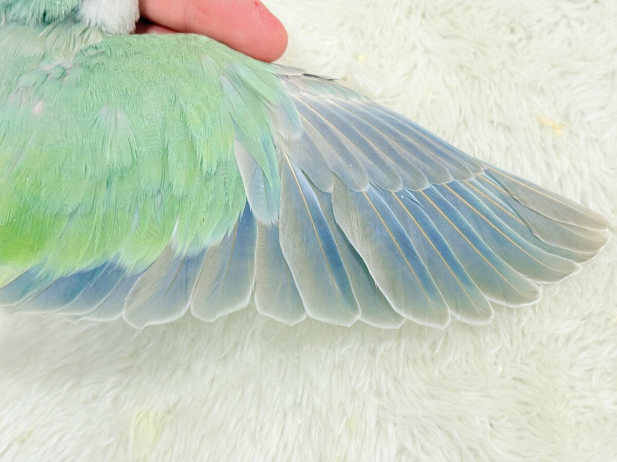 【最新画像更新🪄もうすぐひとり餌☆】来ったぞ♪来たぞ♬*°青リンゴ🐣🍏🫧オキナインコ(アクアブルーパリド) ヒナ オキナインコ