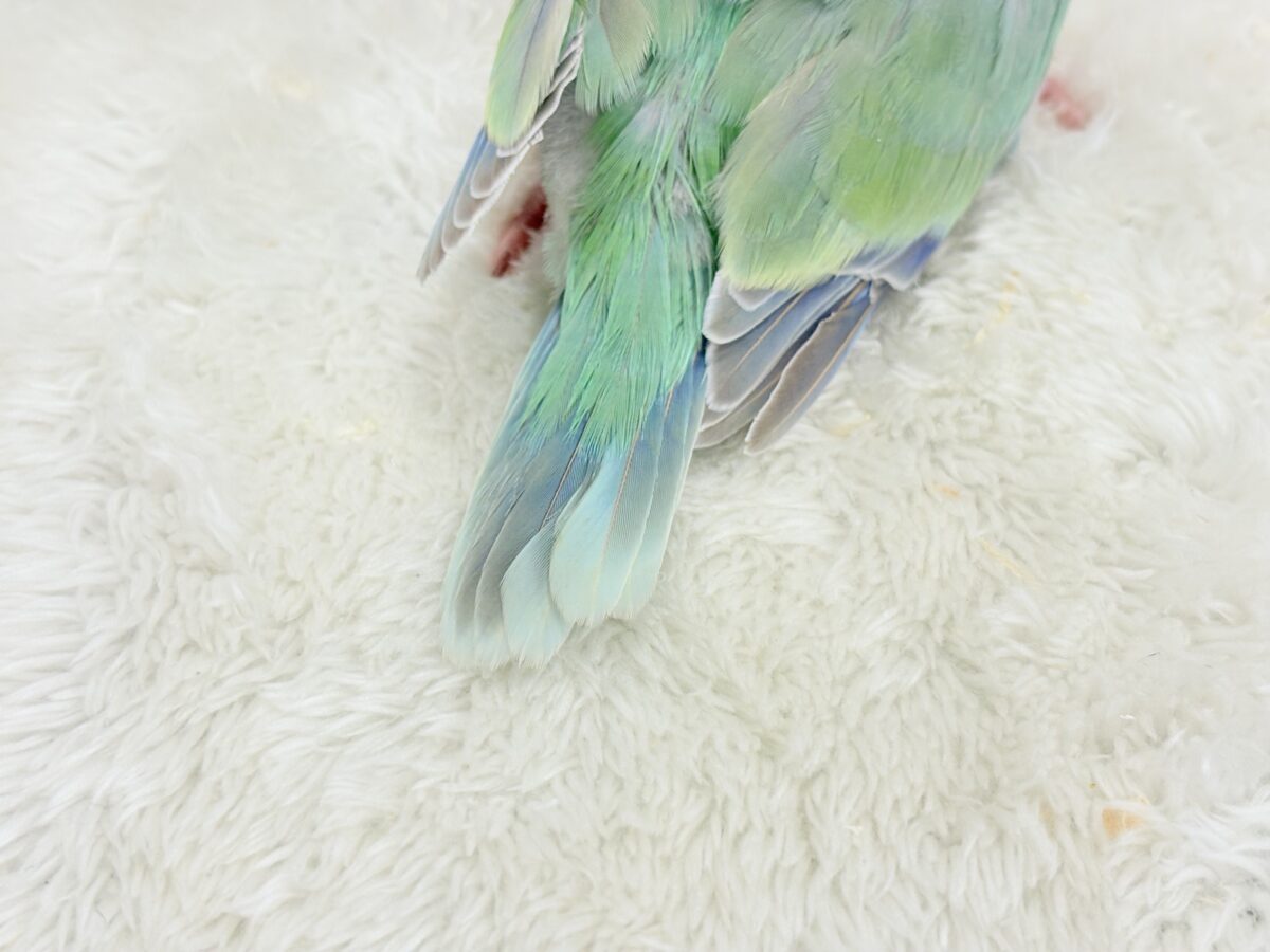 オキナインコ