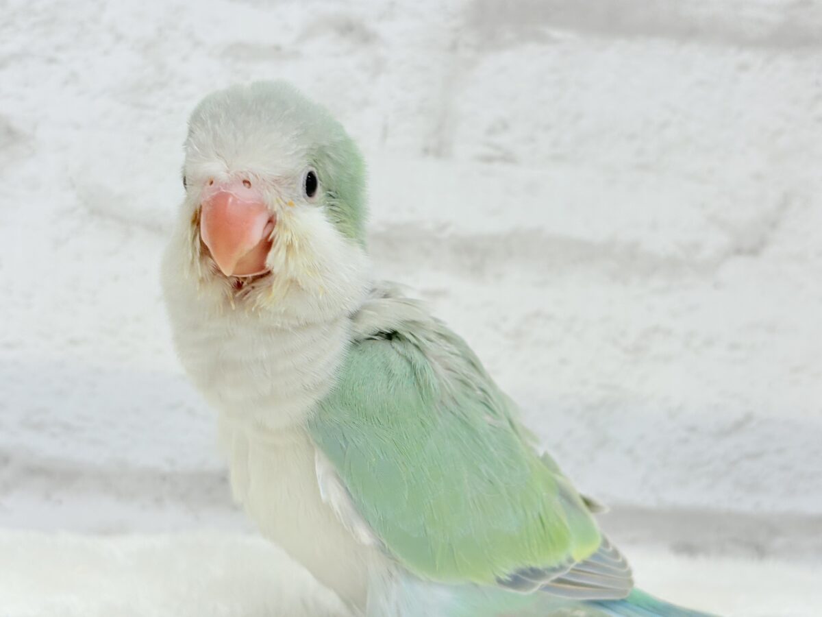 オキナインコ