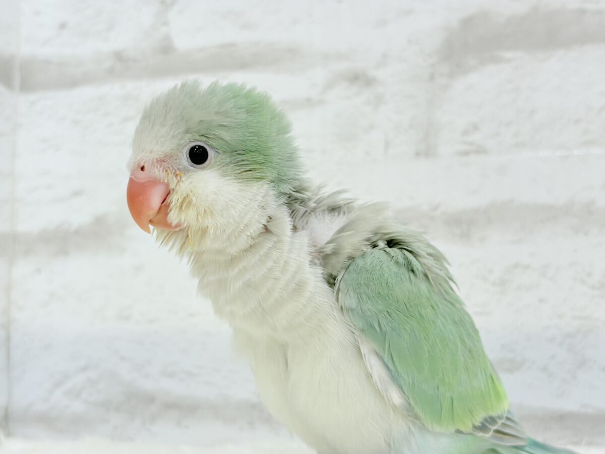 オキナインコ