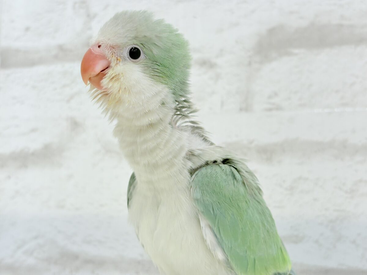 【最新画像更新🪄もうすぐひとり餌☆】来ったぞ♪来たぞ♬*°青リンゴ🐣🍏🫧オキナインコ(アクアブルーパリド) ヒナ オキナインコ