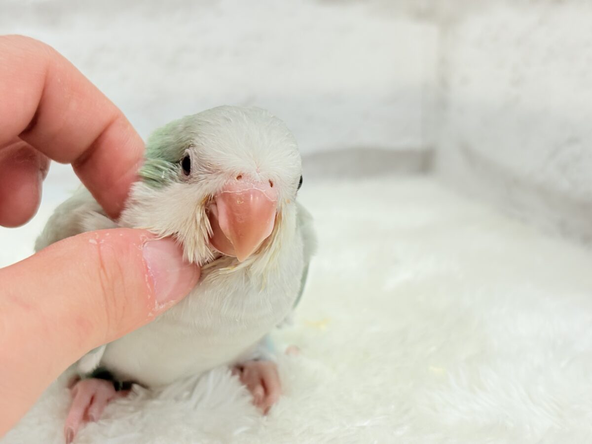 オキナインコ