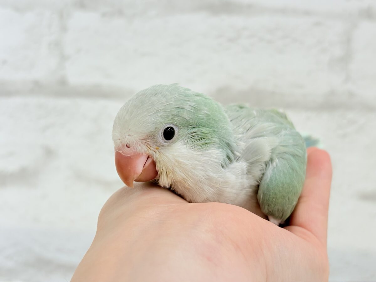 オキナインコ
