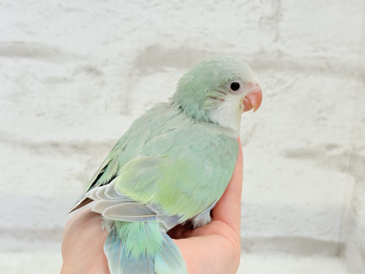 【最新画像更新🪄もうすぐひとり餌☆】来ったぞ♪来たぞ♬*°青リンゴ🐣🍏🫧オキナインコ(アクアブルーパリド) ヒナ オキナインコ