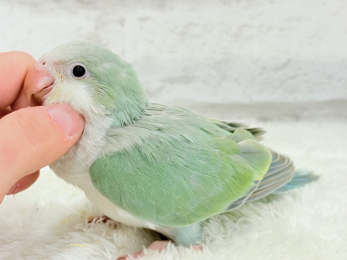 【最新画像更新🪄もうすぐひとり餌☆】来ったぞ♪来たぞ♬*°青リンゴ🐣🍏🫧オキナインコ(アクアブルーパリド) ヒナ オキナインコ