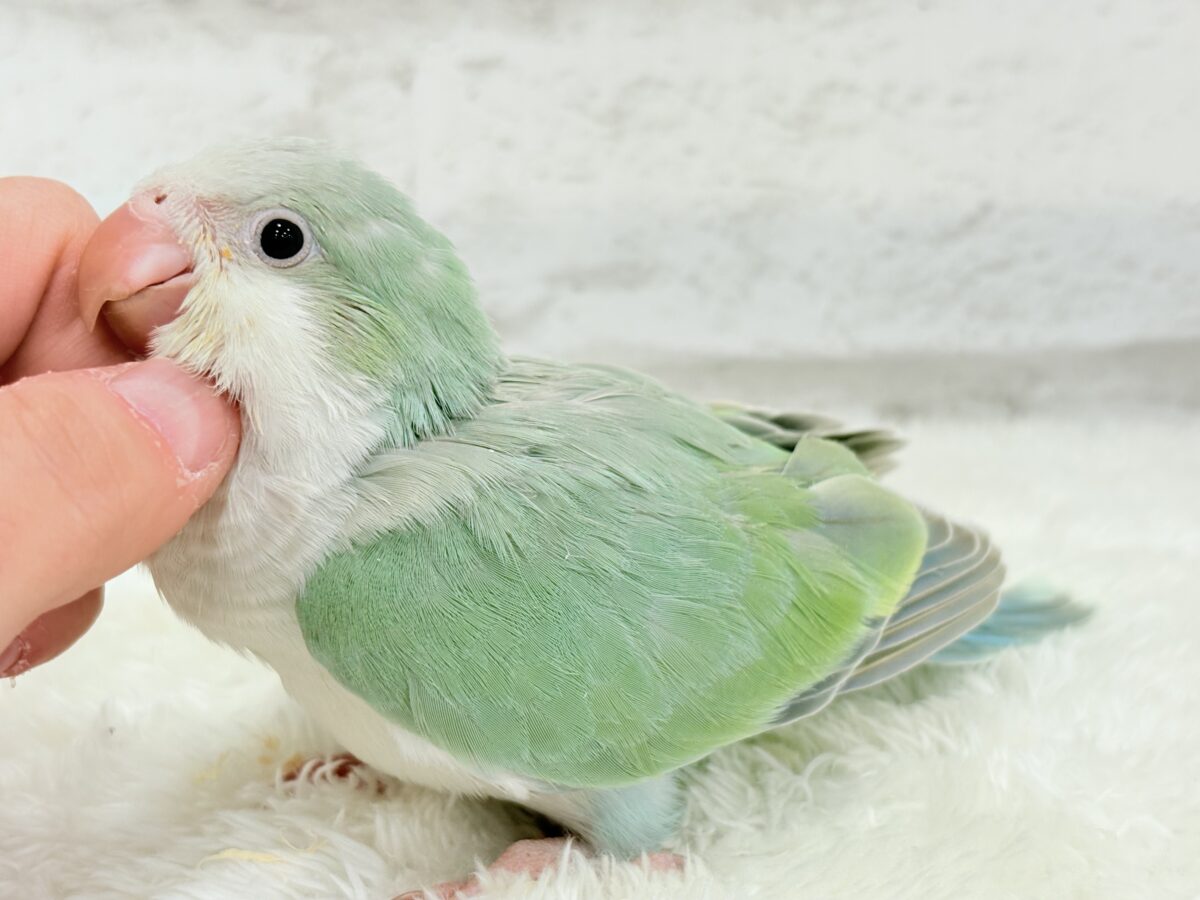 オキナインコ
