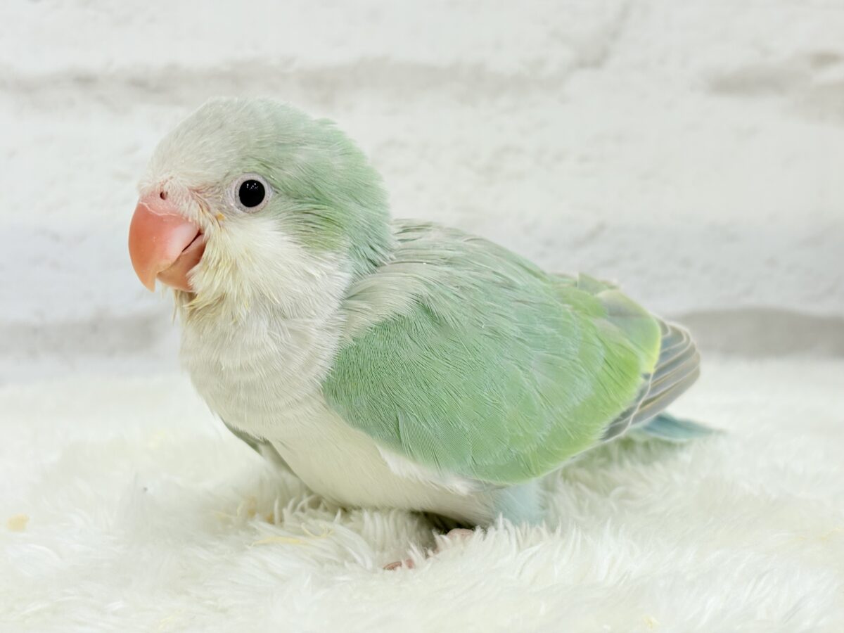 オキナインコ