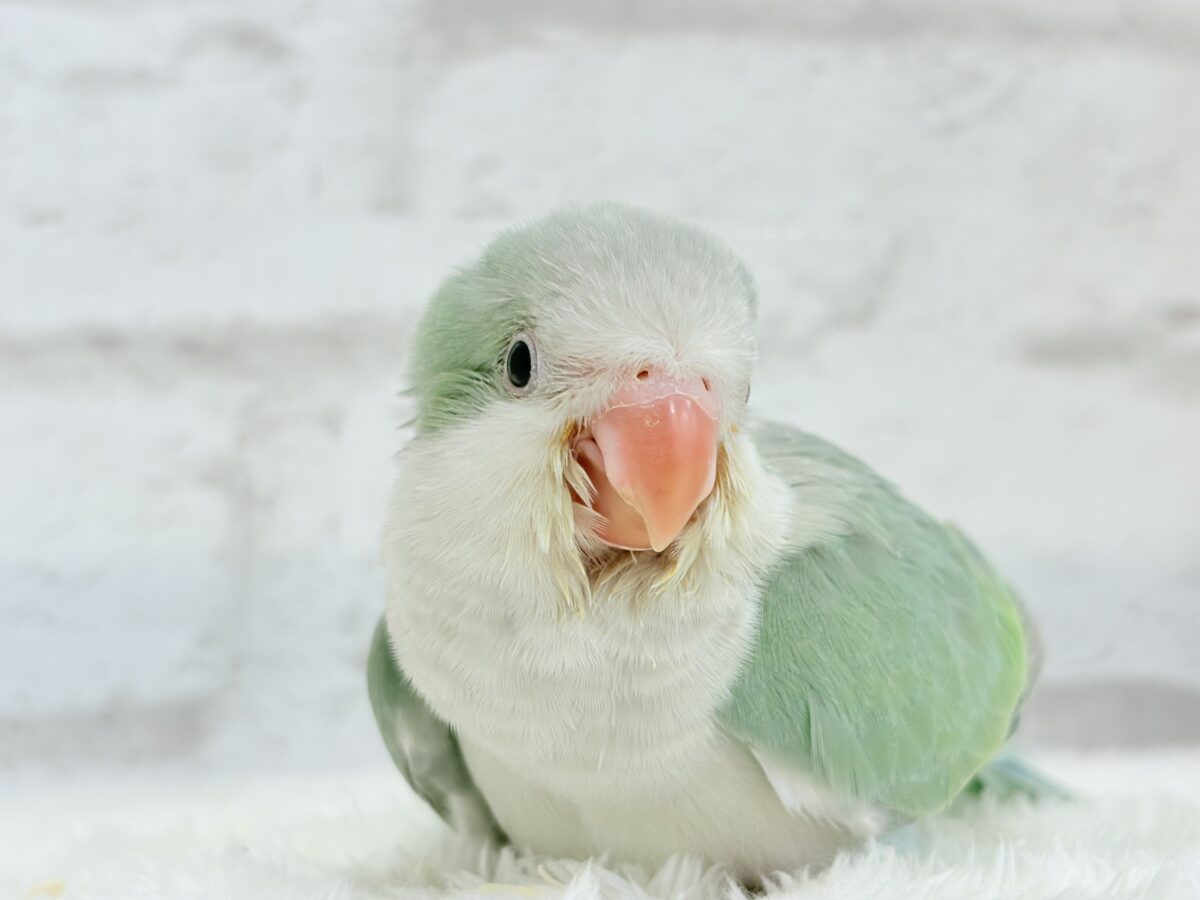 オキナインコ
