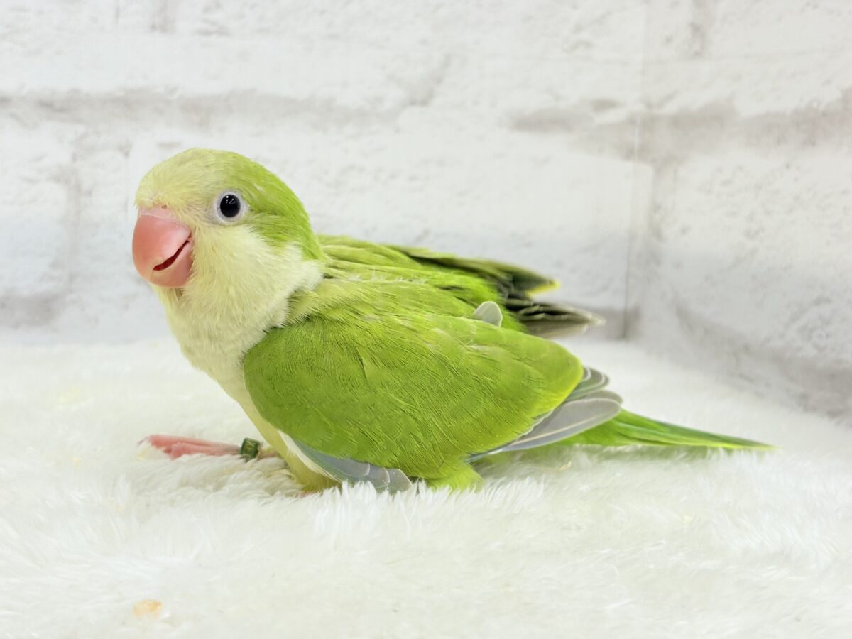 オキナインコ