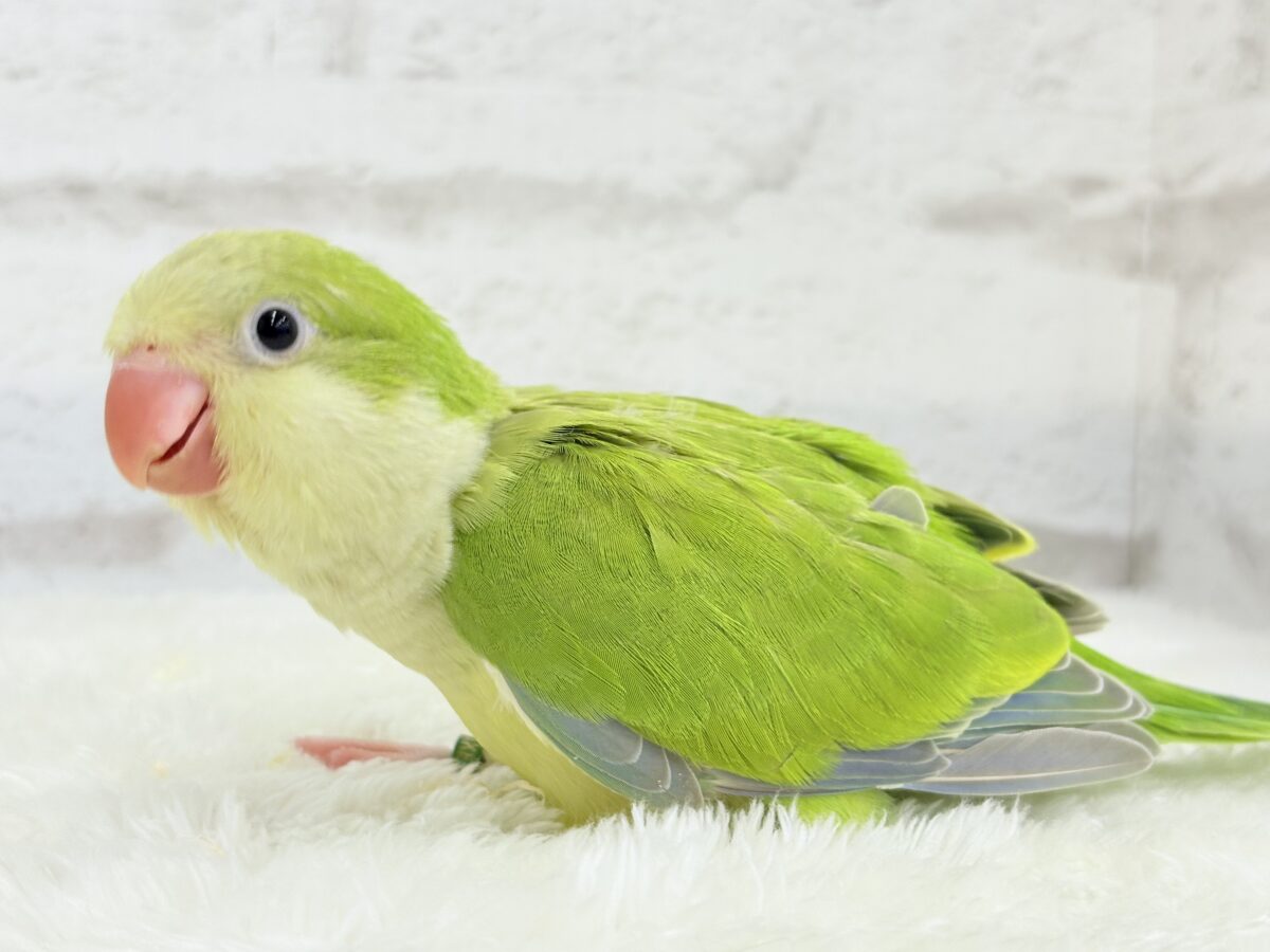 オキナインコ