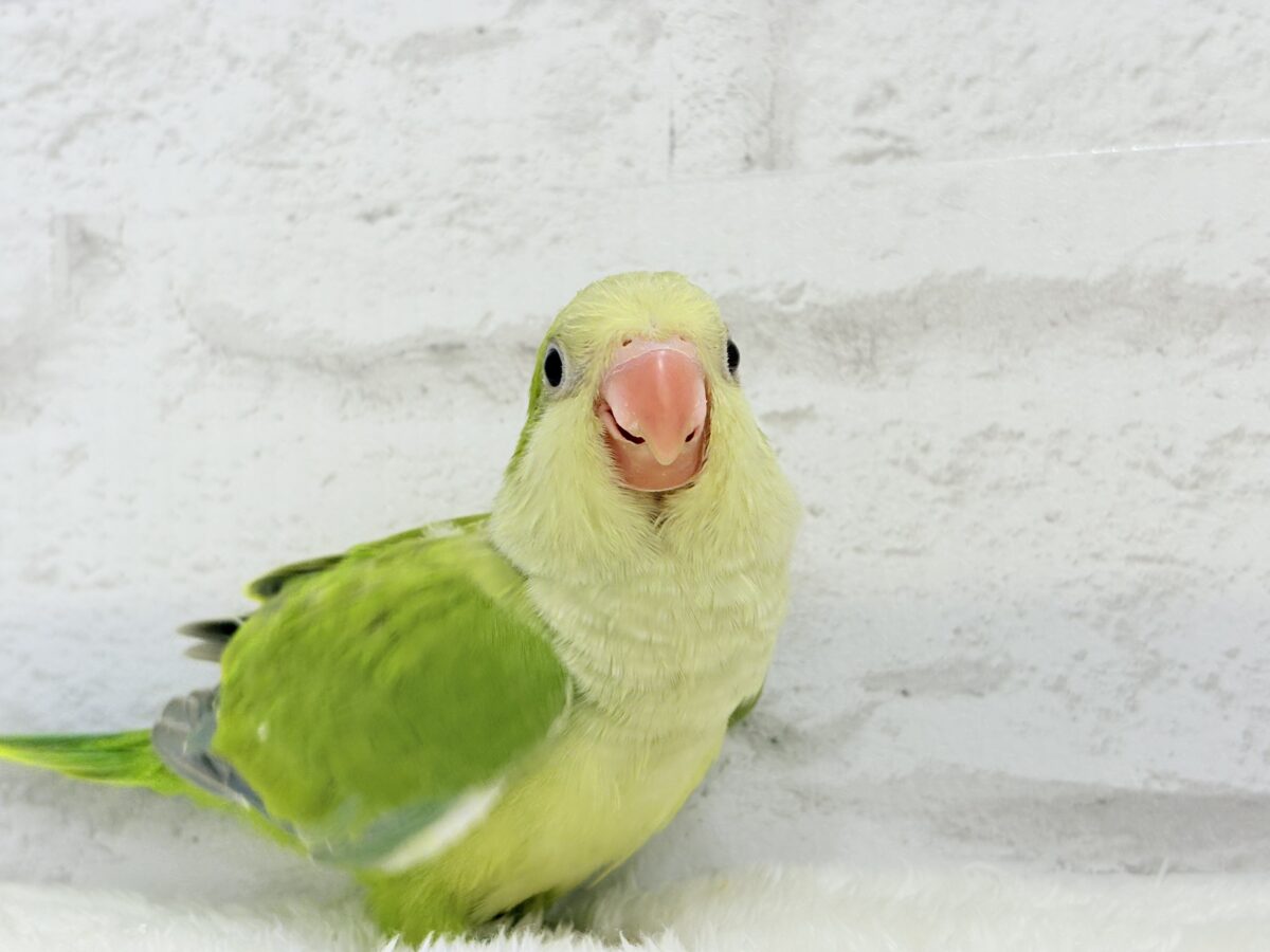 オキナインコ