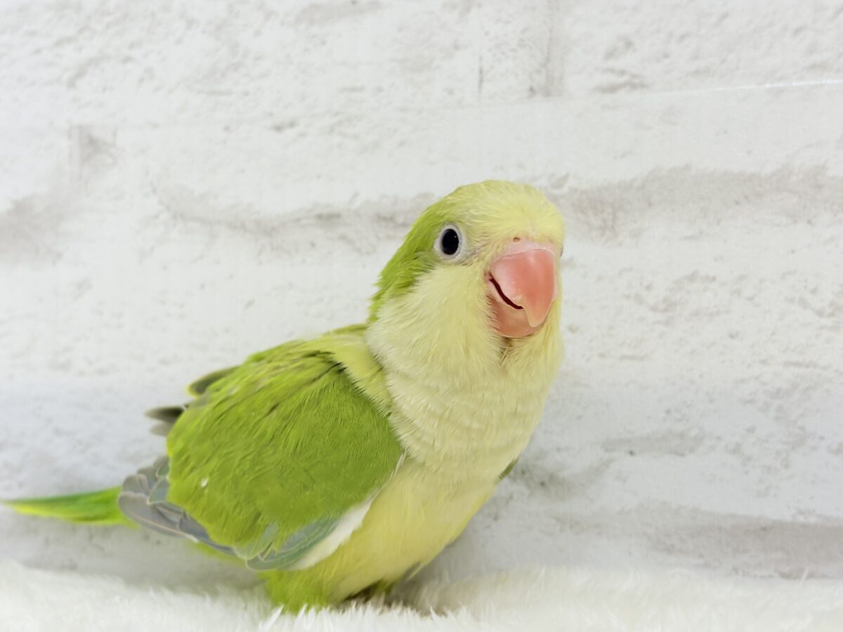 オキナインコ