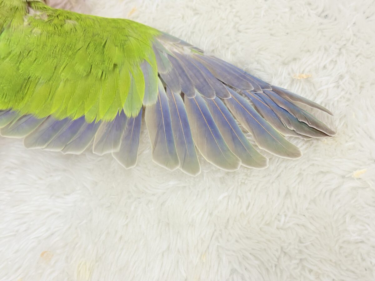 オキナインコ