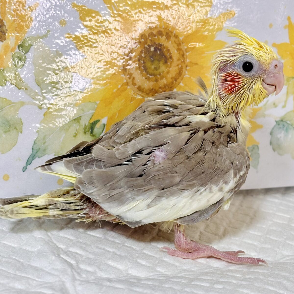 オカメインコ